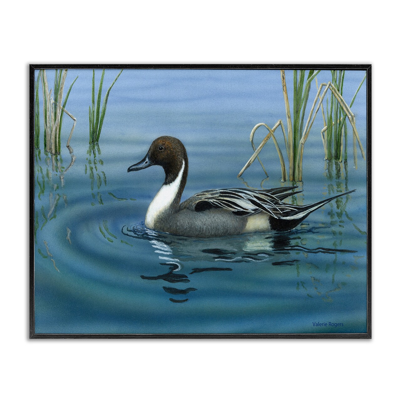 Stupell Industries Pintail Loon in Pond Framed Giclee Wall Art Design by Valerie Rogers